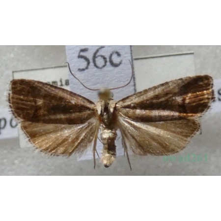 Cydia pomonella (Linnaeus, 1758) Owocówka jabłkóweczka Czech56c